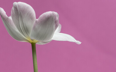 Tulpe rosa/weiß, rosa Hintergrund, close up