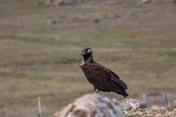 Cinereous Vulture, (Aegypius monachus) in its natural habitat. Wildlife.