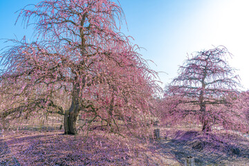 鈴鹿の森庭園　梅