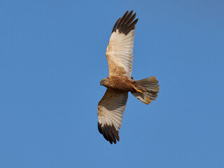 Western marsh harrier (Circus aeruginosus)