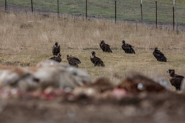 Cinereous Vulture, (Aegypius monachus) in its natural habitat. Wildlife.