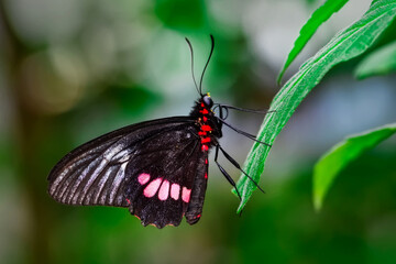 Macro shots, Beautiful nature scene. Closeup beautiful butterfly sitting on the flower in a summer garden.