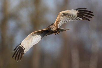 Western marsh harrier (Circus aeruginosus)