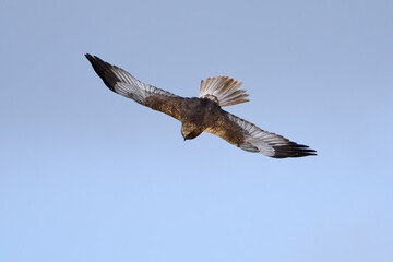 Western marsh harrier (Circus aeruginosus)