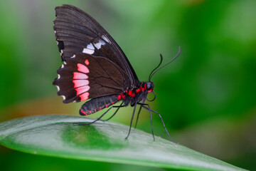Macro shots, Beautiful nature scene. Closeup beautiful butterfly sitting on the flower in a summer garden.