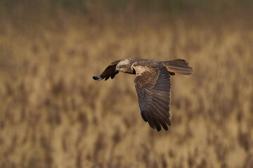 Western marsh harrier (Circus aeruginosus)