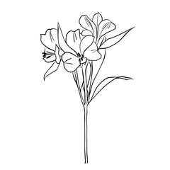 Vector illustration of a lily flower. Doodle style.