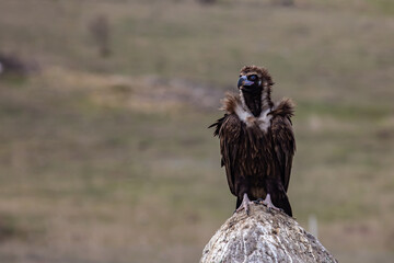 Cinereous Vulture, (Aegypius monachus) in its natural habitat. Wildlife.