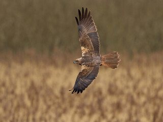 Western marsh harrier (Circus aeruginosus)