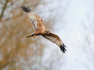 Western marsh harrier (Circus aeruginosus)