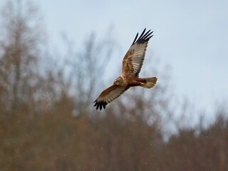 Western marsh harrier (Circus aeruginosus)