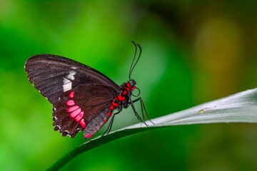 Macro shots, Beautiful nature scene. Closeup beautiful butterfly sitting on the flower in a summer garden.