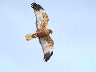 Western marsh harrier (Circus aeruginosus)