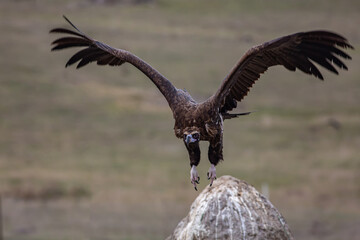Cinereous Vulture, (Aegypius monachus) flight from rock in natural environment. Wild life.