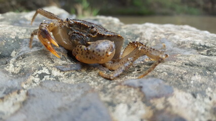 crab on the beach