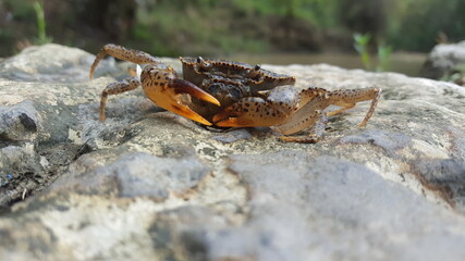 Crab on the rock