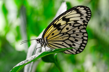 Macro shots, Beautiful nature scene. Closeup beautiful butterfly sitting on the flower in a summer garden.