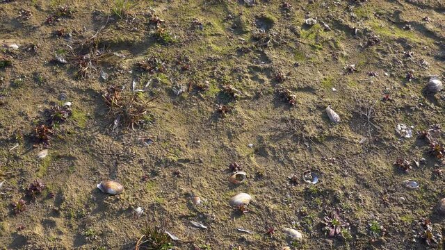 Top view 4k stock video footage of wet texture of wet ground of river shore. Many shells laying on soil, green spring young plants and moss growing on beach