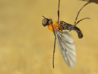 antfly photo macros