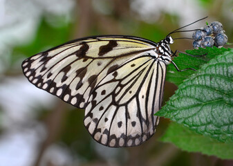 Macro shots, Beautiful nature scene. Closeup beautiful butterfly sitting on the flower in a summer garden.