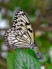 Macro shots, Beautiful nature scene. Closeup beautiful butterfly sitting on the flower in a summer garden.