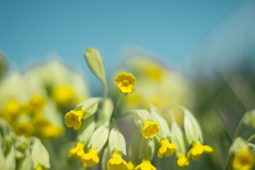 Schlüsselblume vor türkisfarbenem Himmel