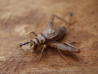close up of a cricket