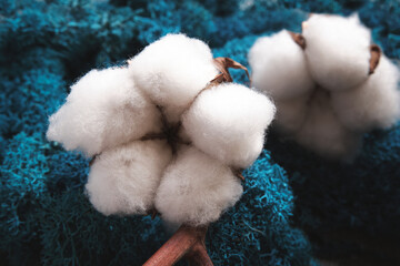 Cotton boll and blue moss close up