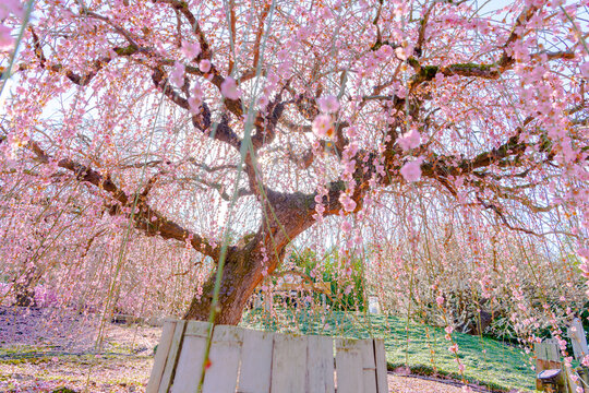 Tarasan Photos Images Assets Adobe Stock Tarasan Photos Images Assets Adobe Stock