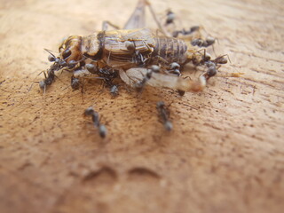 dead crickets that were surrounded by ants