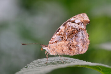 Macro shots, Beautiful nature scene. Closeup beautiful butterfly sitting on the flower in a summer garden.