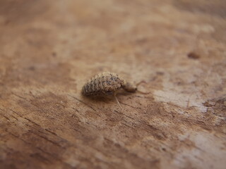 Ant lion on the board