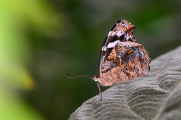 Macro shots, Beautiful nature scene. Closeup beautiful butterfly sitting on the flower in a summer garden.
