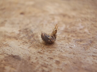 ant lion on wooden planks