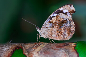 Macro shots, Beautiful nature scene. Closeup beautiful butterfly sitting on the flower in a summer garden.