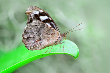 Obraz premium Macro shots, Beautiful nature scene. Closeup beautiful butterfly sitting on the flower in a summer garden.