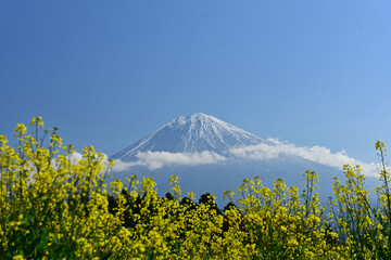 A lot of flowers are blooming there