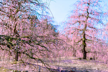 鈴鹿の森庭園　梅