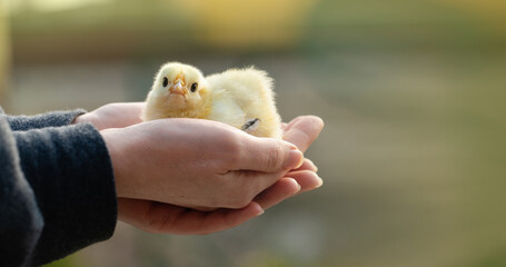 Chicken in hand. Poultry farm.