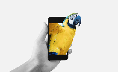 Hand holding mobile smart phone, Macaw bird get out of mobile device