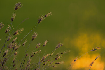 Grass in the evening.