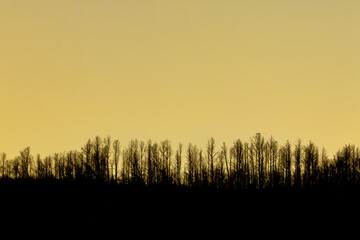 Sunset in a leafy forest of trees burnt by a terrible fire that occurred a few years ago in the city of Jaén.