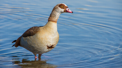 Anade en el embalse de Valmayor