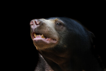 A close up of a malayan bear on a black background