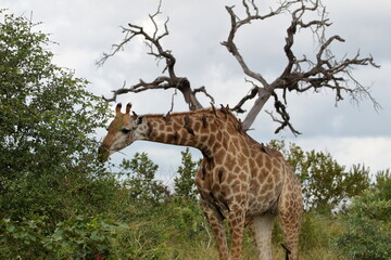 Giraffe