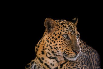 Fototapeta na wymiar Close up of Leopard isolated on black background.