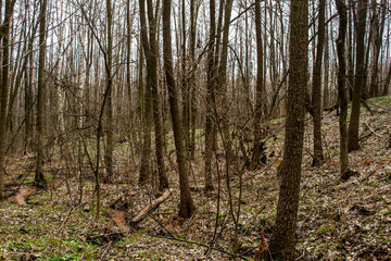 forest after winter, still without leaves. The photo was taken in Ukraine, in the Izyum gorge on April 11, 2021