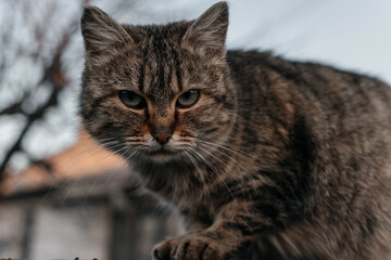 Obraz premium portrait of a cat