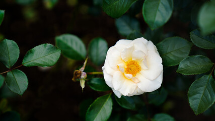 white and yellow flower