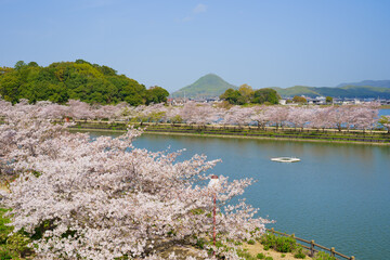 桜　亀鶴公園(香川県さぬき市)
